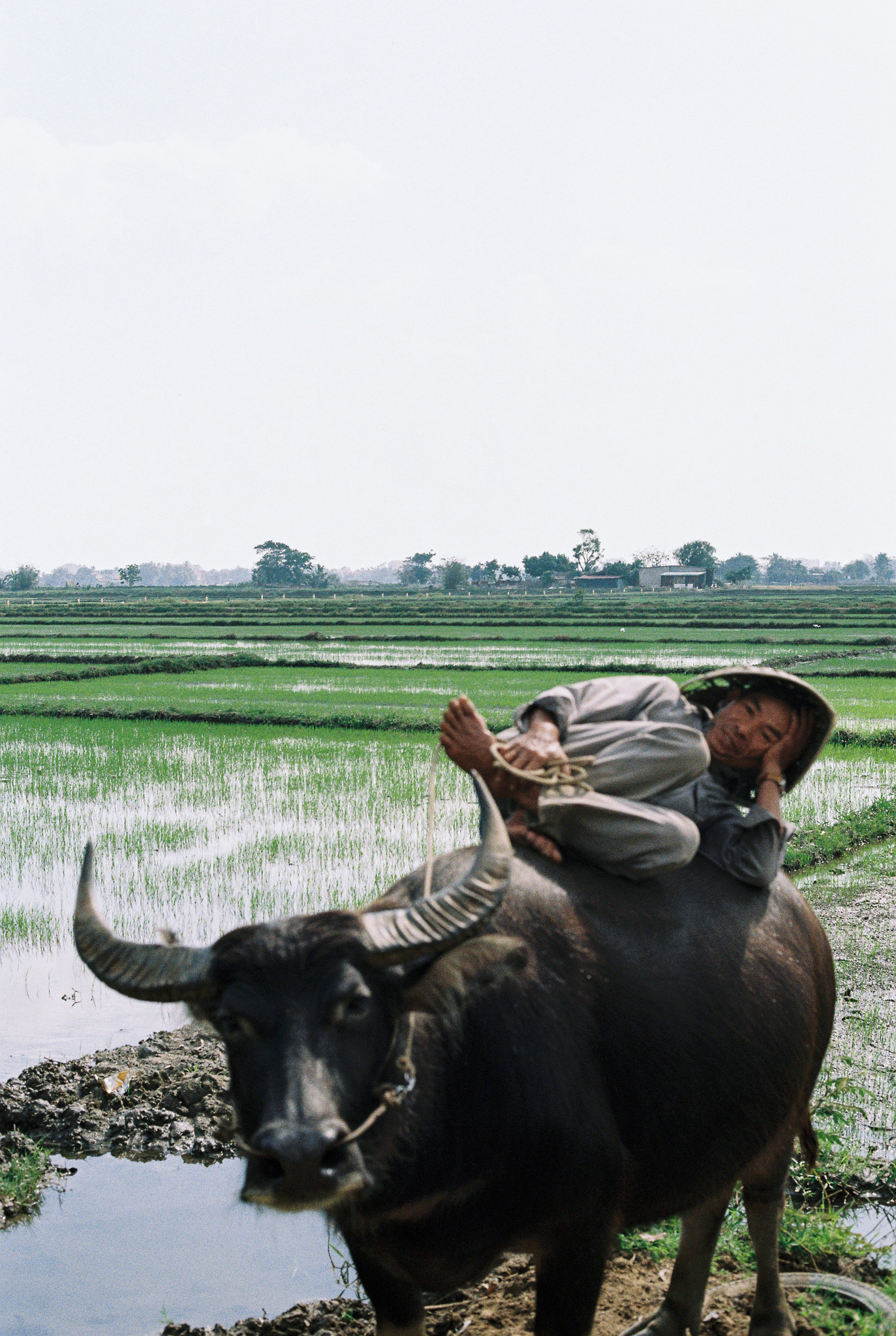 A farmer resting on a water buffalo beside a rice paddy