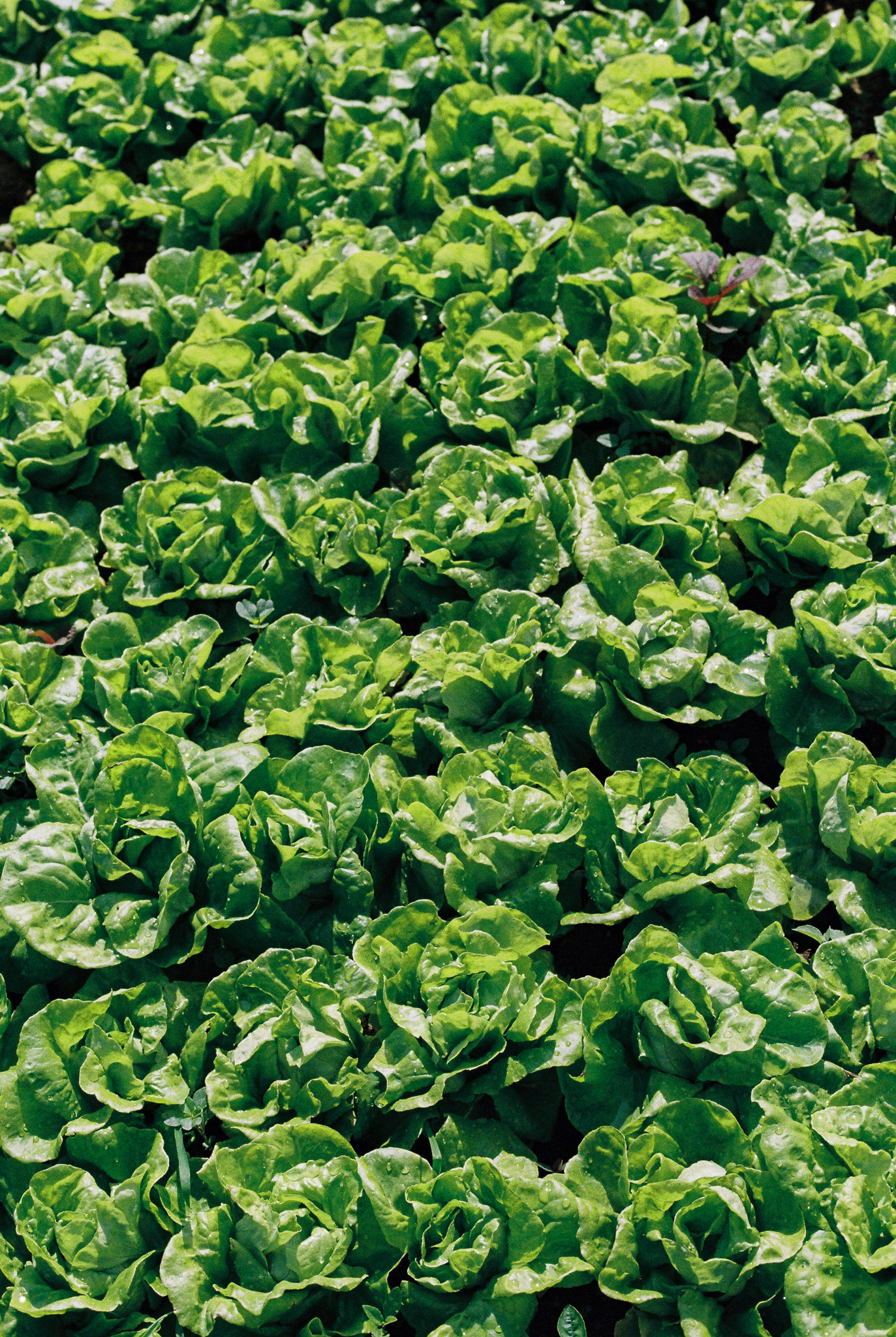 Neat rows of young lettuce growing in dark soil on a smallholder plot