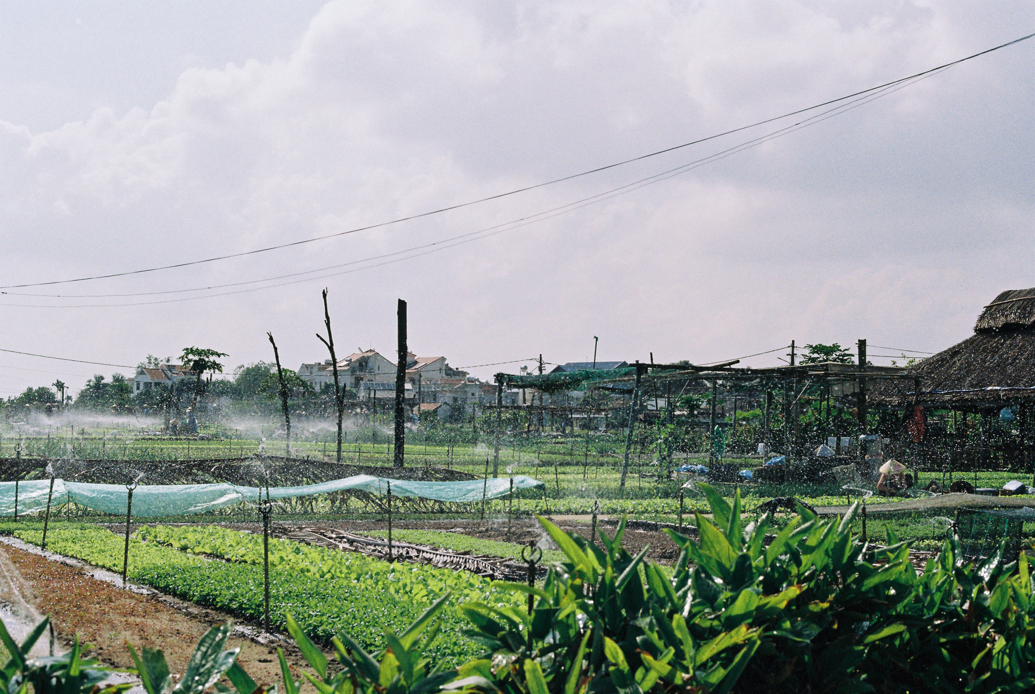 A smallholder vegetable farm with irrigation sprinklers running, a village visible behind it