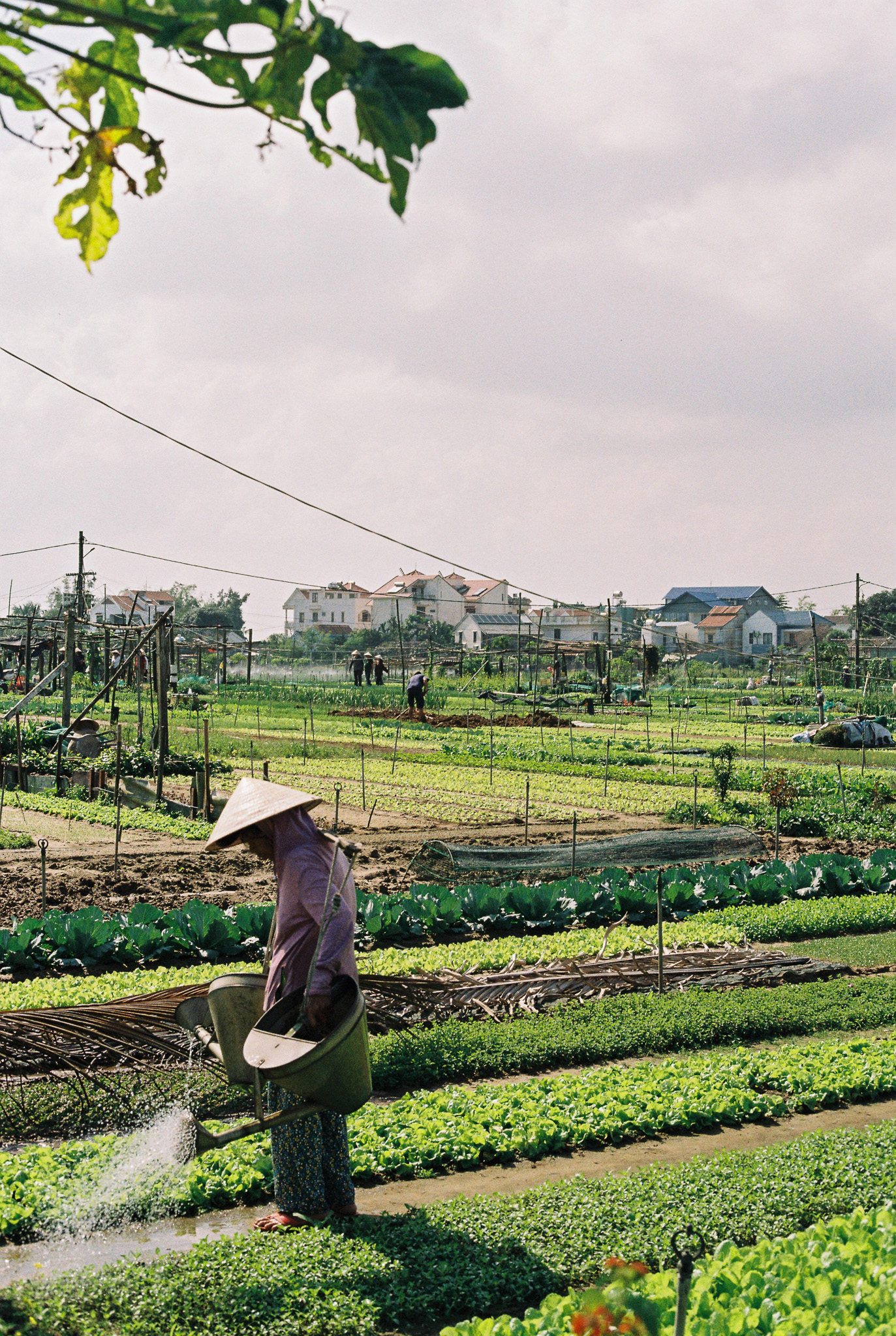 A farmer watering rows of vegetables on a smallholder plot in Vietnam